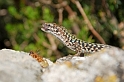 DSC_4526-0