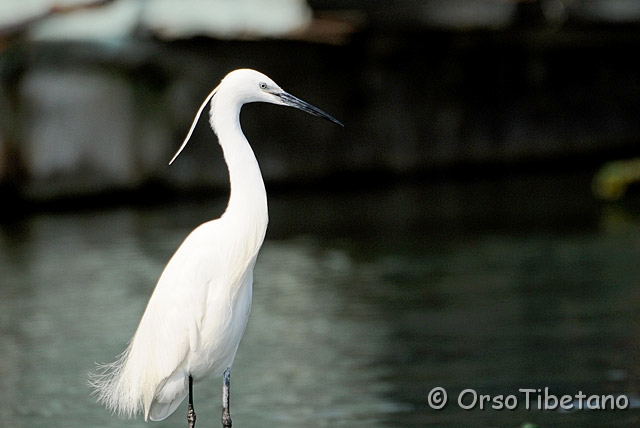 20090501-092428_01-1.jpg - Garzetta (Egretta garzetta) [a, +75%, none]