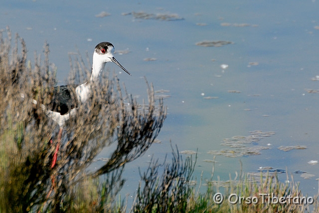 20090507-090505_01-0.jpg - Cavaliere d'Italia (Himantopus himantopus) [a, -75%, none]
