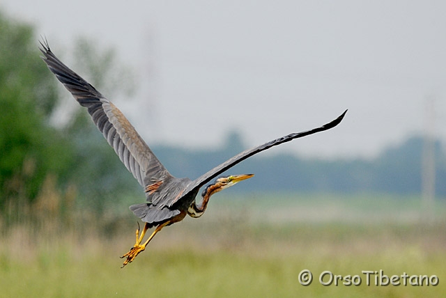 20090509-125454-0.jpg - Airone Rosso (Ardea purpurea) [a, -75%, none]