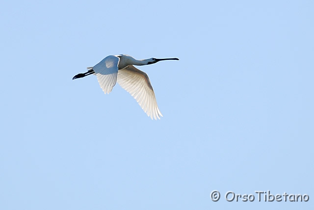 20090530-072548_01-0.jpg - Spatola (Platalea leucorodia)  [a, -75%, none]