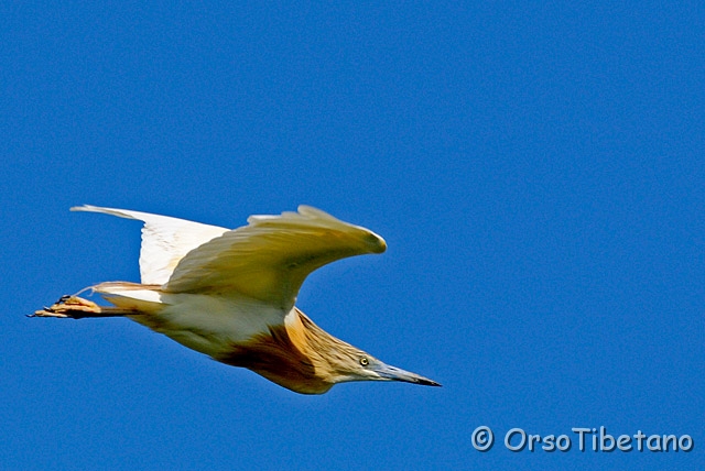 20090530-090835-0.jpg - Sgarza Ciuffetto (Ardeola ralloides) [a, -75%, none]