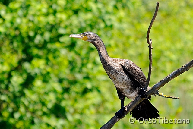20090530-103448_01-0.jpg - Cormorano (Phalacrocorax carbo)