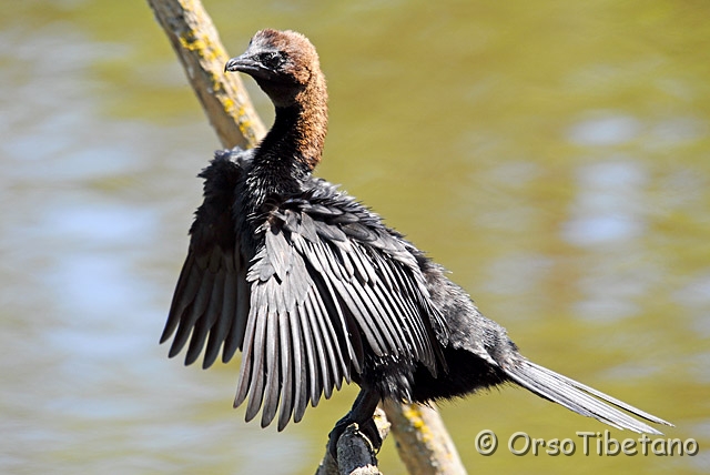 20090530-103534-1.jpg - Marangone Minore (Phalacrocorax pygmeus) [a, +75%, none]