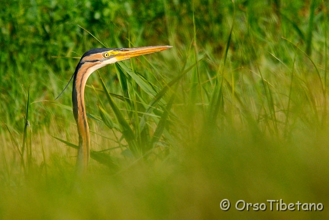 20090602-083054_01-o.jpg - Airone Rosso (Ardea purpurea) [a, -75%, none]