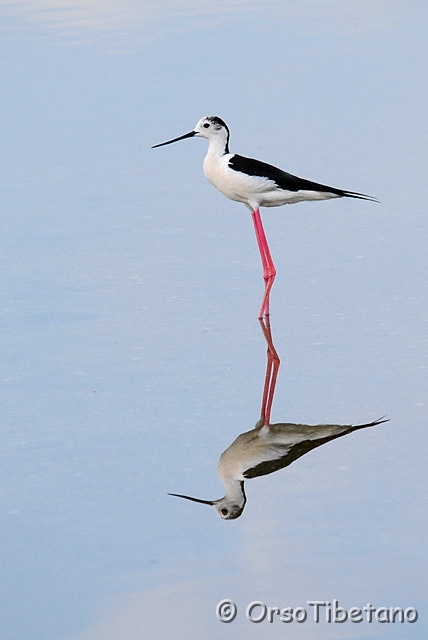 20090606-073037_02-0.jpg - Cavaliere d'Italia (Himantopus himantopus) [a, -75%, none]