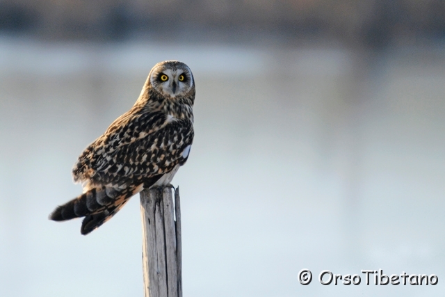 20100203-154617_03-0.jpg - Febbraio 2010 - Gufo di Palude (Asio flammeus) ... è la star del momento e "sa di esserlo"...