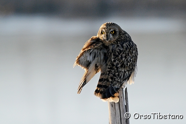 20100203-155213_02-0.jpg - ... in pose classiche...