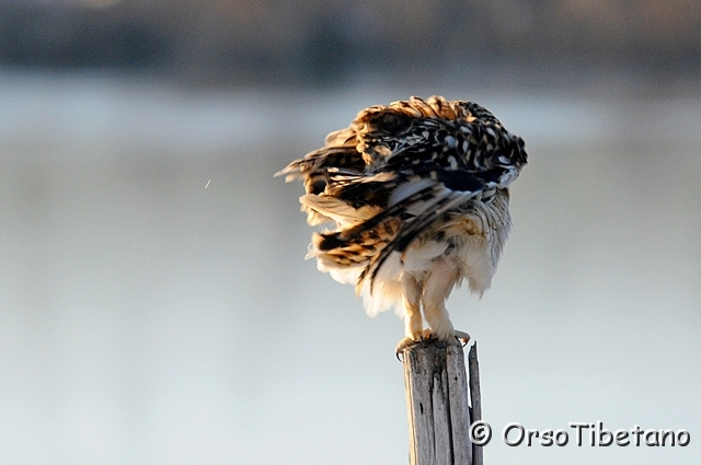 20100203-160158-0.jpg - ... ed alquanto strane !!!