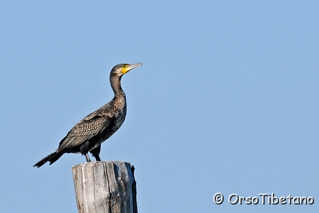 20100522-163503.jpg - Cormorano (Phalacrocorax carbo)