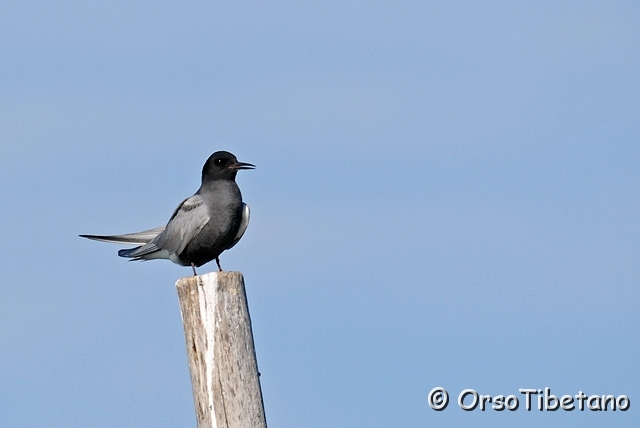 20100522-163730.jpg - Mignattino Piombato (Chlidonias hybridus)