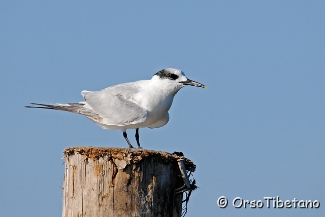 20100522-164653_04.jpg - Giovane di Beccapesci (Thalasseus sandvicensis)