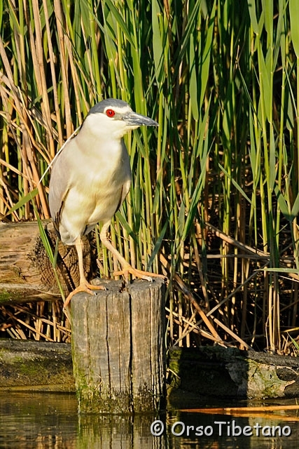 20100522-180023_05.jpg - Nitticora (Nycticorax nycticorax)