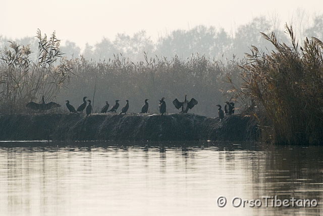 DSC_0319-1.jpg - Cormorani (Phalacrocorax carbo) [a, +75%, none]