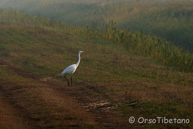 DSC_0351-0.jpg - Airone Bianco Maggiore (Casmerodius albus) [a, -75%, none]