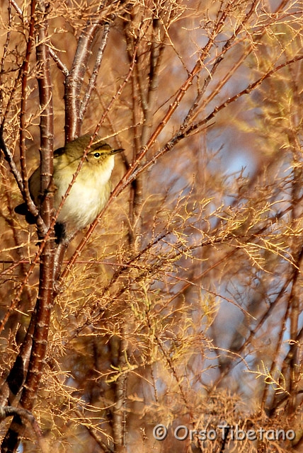 DSC_0909-0.jpg - Luì Piccolo (Phylloscopus collybita) [a, -75%, none]