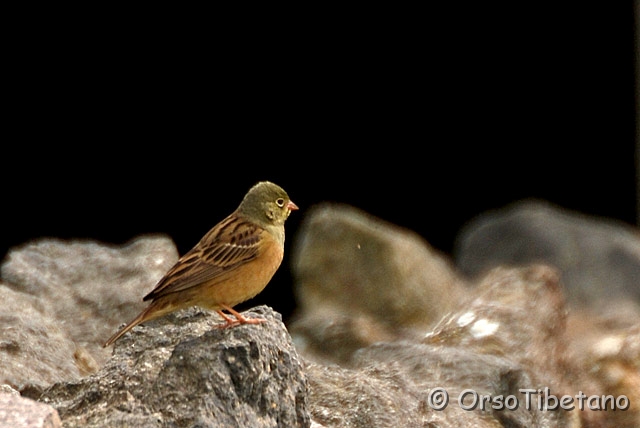 DSC_3266-0.jpg - Ortolano (Emberiza hortulana) [a, -75%, none]