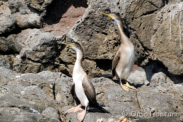 DSC_4029-0.jpg - Marangone dal Ciuffo (Phalacrocorax aristotelis) [a, -75%, none]