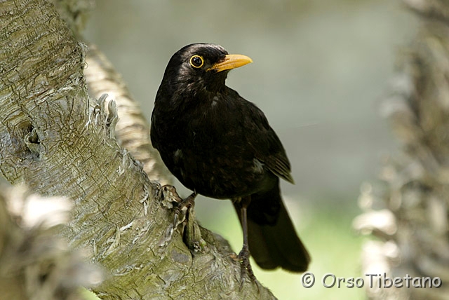 _DSC1677.jpg - Merlo (Turdus merula) [a, FF, none]