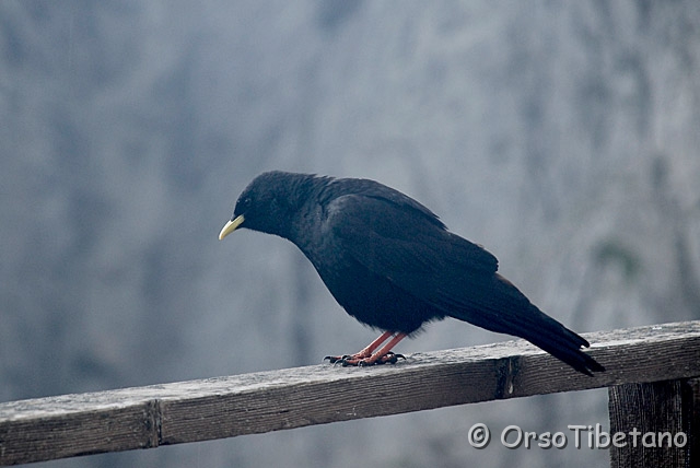 _DSC2485-0.jpg - Gracchio Alpino (Pyrrhocorax graculus) [a, -75%, none]