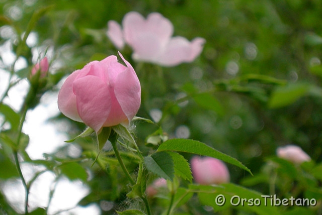 130506DO0064-0.jpg - Rosa Canina (Rosa canina) [a,  -75%, none]