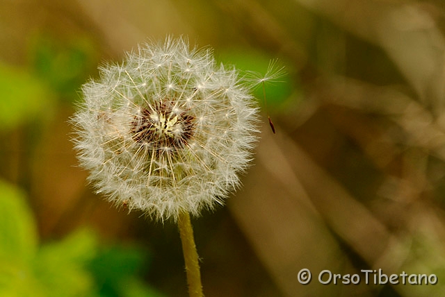 20090412-103952-0.jpg - Soffione (Taraxacum officinale) [a,  -75%, none]