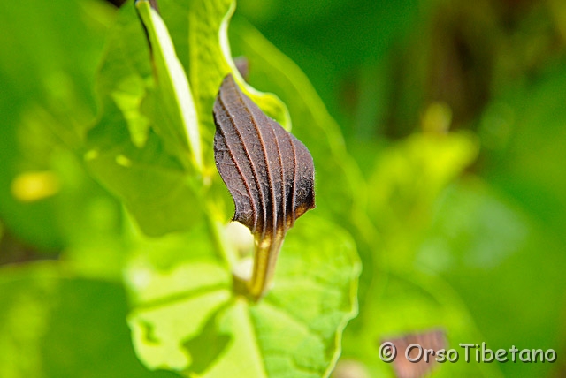 20090515-142308_02-1.jpg - Aristolòchia tonda (Aristolochia rotunda)  [a, +75%, none]