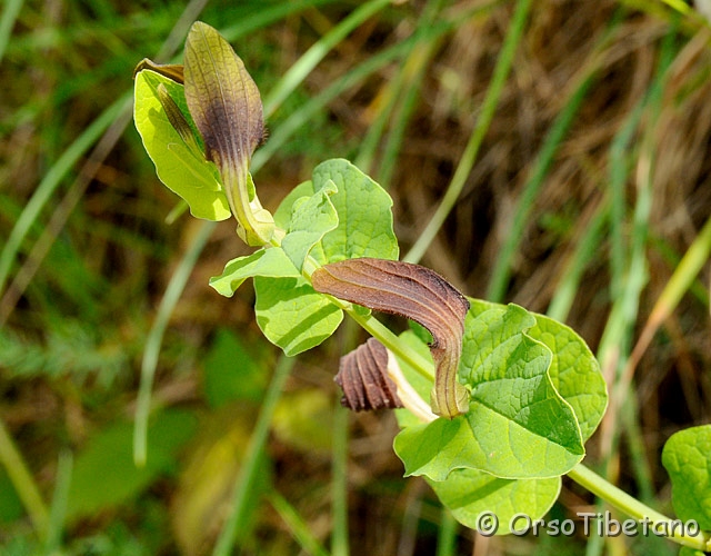 20090515-142622-0.jpg - Aristolòchia tonda (Aristolochia rotunda) [a,  -75%, none]