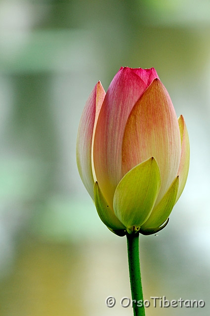 20090701-070052-f.jpg - Fiore di Loto (Nelumbo nucifera)  [a, FF, none]