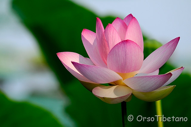 20090704-090004-f.jpg - Fiore di Loto (Nelumbo nucifera) [a, FF, none]