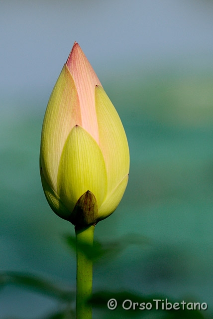 20090704-100411-1.jpg - Fiore di Loto (Nelumbo nucifera)  [a, +75%, none]