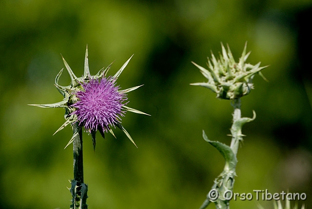 _DSC8031-1.jpg - Fiore del Cardo (Cynara cardunculus altilis)  [a, +75%, none]