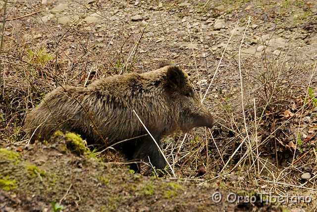 20090404-092557_02-1.jpg - Cinghiale (Sus scrofa) [a, +75%, none]
