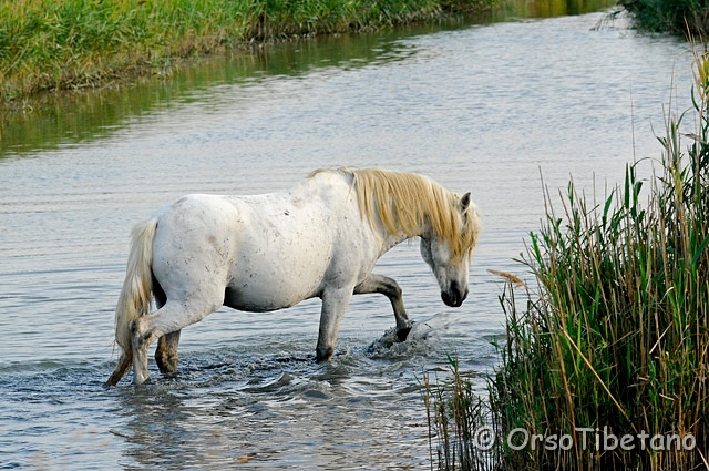 20090912-172916-f.jpg - Cavallo razza Delta [a, FF, none]