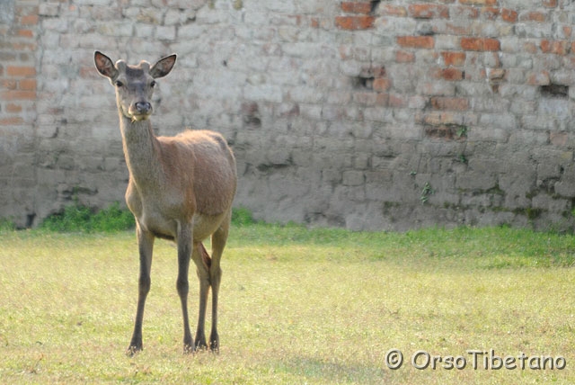 20090509-082625.jpg - Cervo della Mesola (Cervus elaphus) specie autoctona, protetta e certificata [ c, -75%, none ]