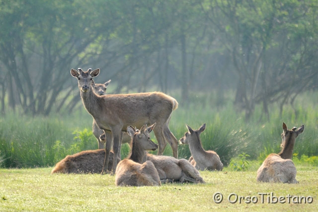 20090509-082629.jpg - Cervo della Mesola (Cervus elaphus) specie autoctona, protetta e certificata [ c, -75%, none ]