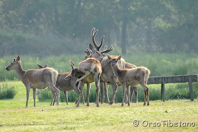 20090509-082852-1.jpg - Cervo della Mesola (Cervus elaphus) specie autoctona, protetta e certificata [ c, +75%, none ]