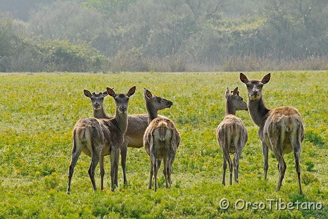 20090509-083550-1.jpg - Cervo della Mesola (Cervus elaphus) specie autoctona, protetta e certificata [ c, +75%, none ]