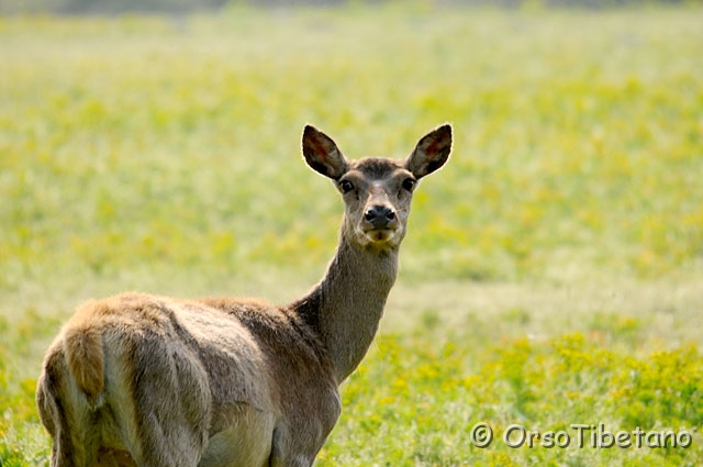 20090509-083557-f.jpg - Cervo della Mesola (Cervus elaphus) specie autoctona, protetta e certificata [ c, FF, none ]