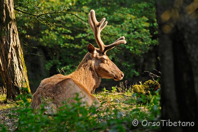 20090509-085309-1.jpg - Cervo della Mesola (Cervus elaphus) specie autoctona, protetta e certificata [ c, +75%, none ]