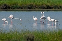 Avifauna
