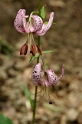 Flora