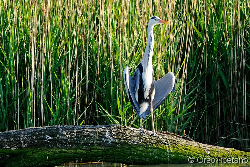 Ardea_cinerea,_Airone_Cenerino.jpg - Airone Cenerino (Ardea cinerea) - Grey Heron