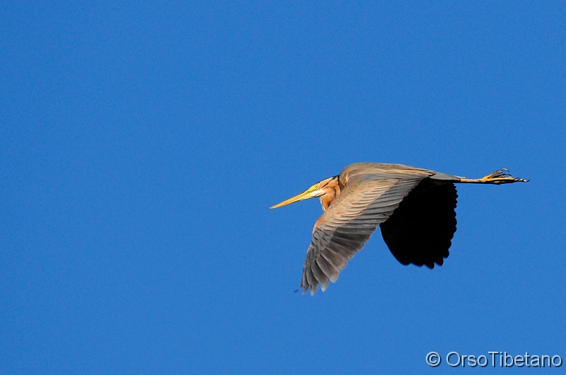 Ardea_purpurea_-_Airone_Rosso.jpg - Airone rosso (Ardea purpurea) - Red Heron