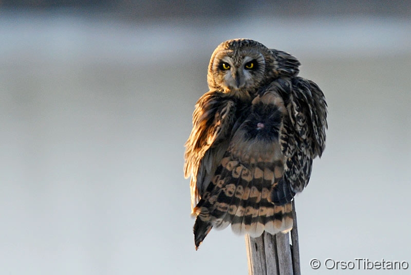 Asio_flammeus,_Gufo_di_Palude.jpg - Gufo di Palude (Asio flammeus) - Short-eared Owl 