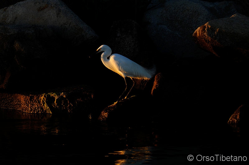 Egretta_garzetta_-_Garzetta.jpg - Garzetta (Egretta garzetta) - Little Egret