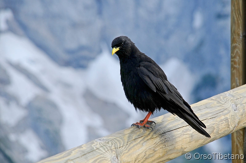 Gracchio_alpino_-_Pyrrhocorax_graculus.jpg - Gracchio alpino (Pyrrhocorax graculus) - Alpine Chough