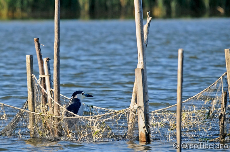 Nitticora_-_Nycticorax_nycticorax.jpg - Nitticora (Nycticorax nycticorax) in attesa di un pasto "facile" - Night Heron waiting for a meal "easy"