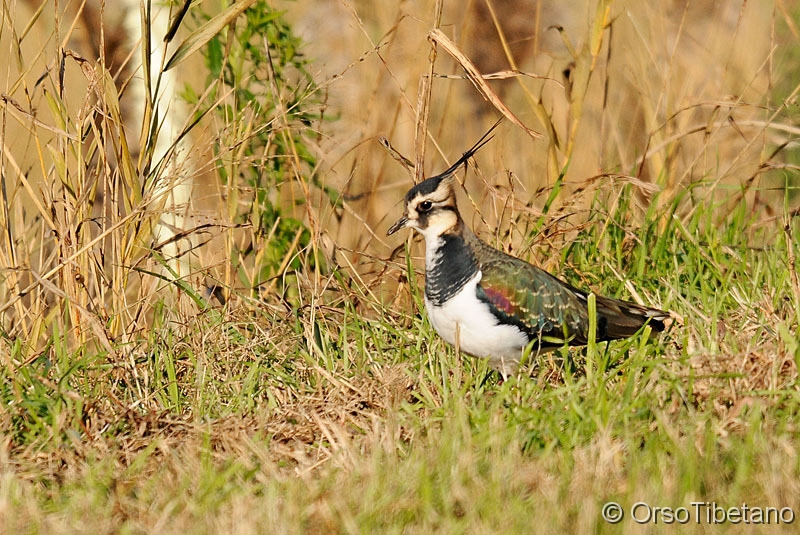 Vanellus_vanellus,_Pavoncella.jpg - Pavoncella (Vanellus vanellus) - Northern Lapwing