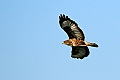 Buteo_Buteo,_Poiana